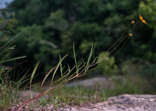 Coreopsis grandiflora var. inclinata, with characteristic leaning habit and little-divided leaves (Little Cahaba River in background).