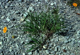 Coreopsis grandiflora var. inclinata in graveled trail built at Kathy Stiles Freeland Bibb County Glades Preserve of The Nature Conservancy of Alabama