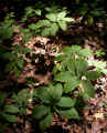 Croomia (Croomia pauciflora), Russell County, Alabama