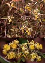 Croton alabamensis (in cultivation, Gwinnett County, Georgia)