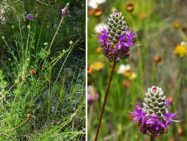 Dalea tenuis (Irion County, Texas) with flower-spikes similar to those of D. cahaba but with a more erect habit and with branches from mid-stem and slightly above.