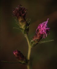 Liatris Xmacdanieliana